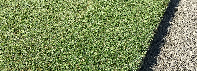 close up of bentgrass sod