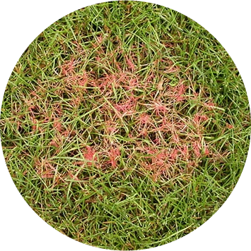 red_thread.webp