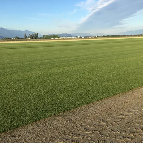 Coastal Sand Based Sod