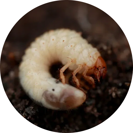 European_Chafer.webp