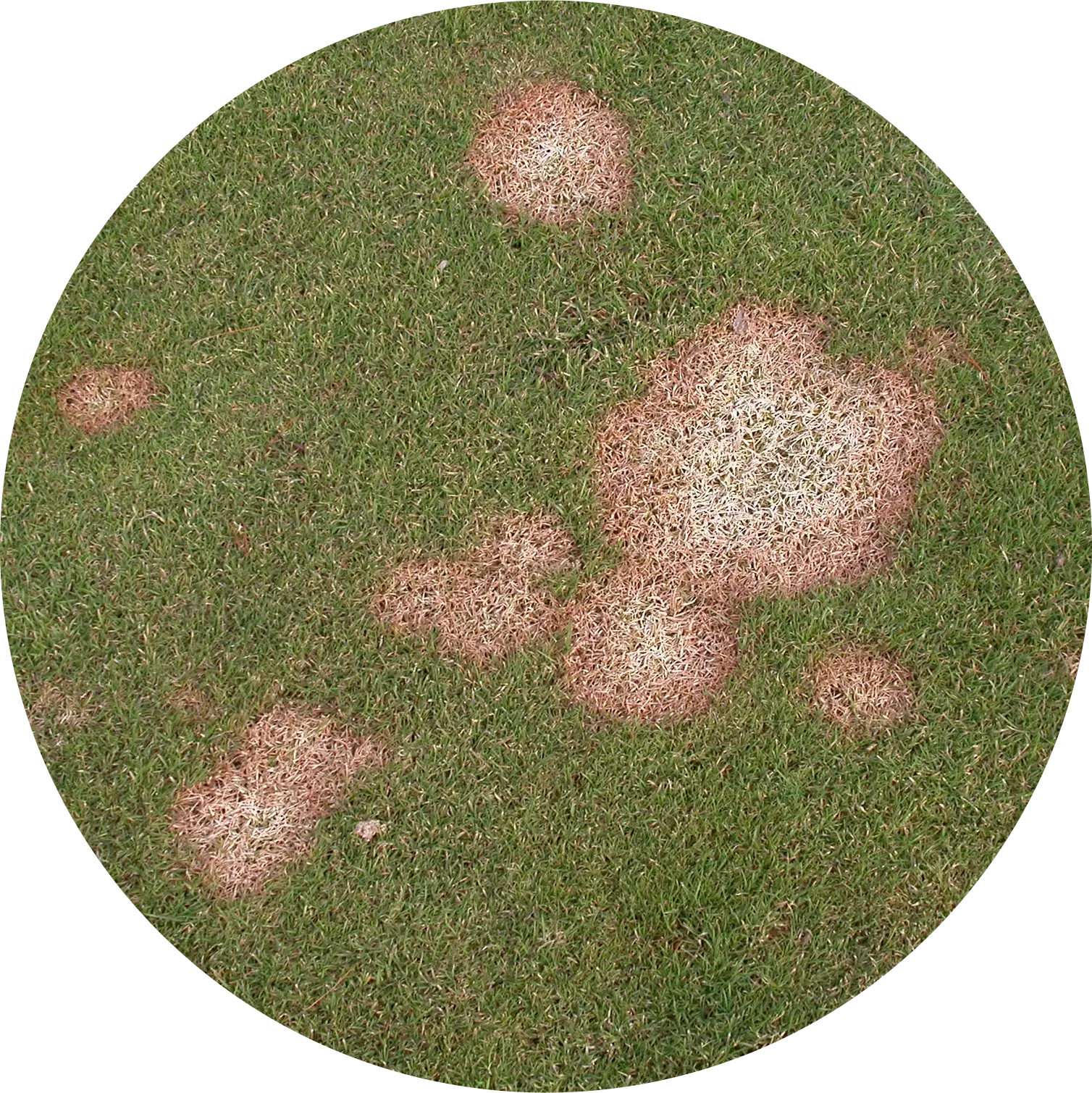 Fusarium_Patch.webp