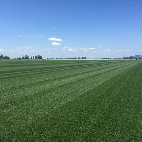 A large field of sport sod with blue sky above